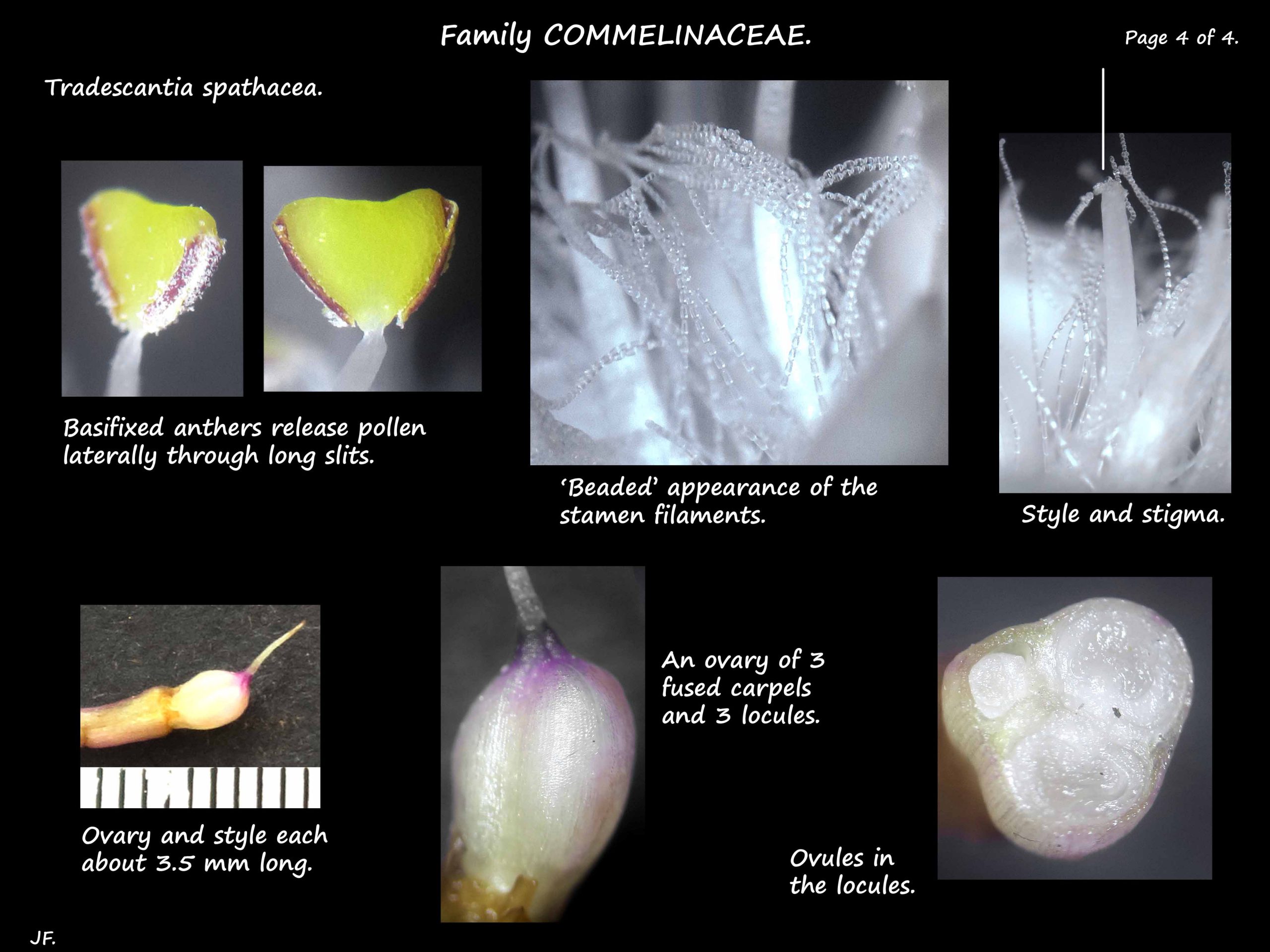 4 Tradescantia spathacea stamens & ovary